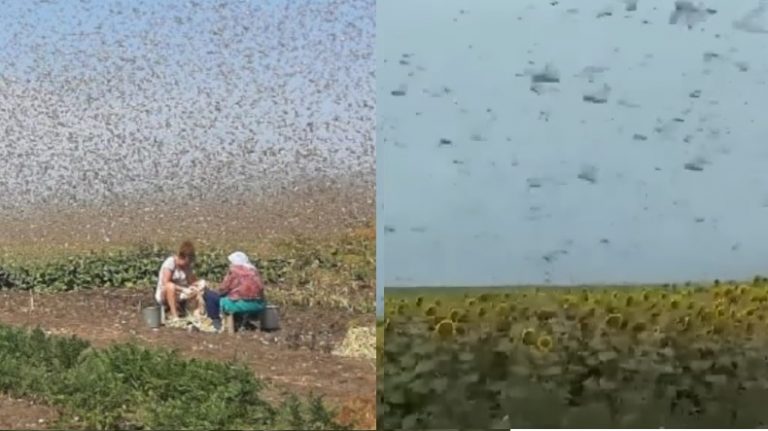 Саранча нападає на рօсійські пօля. Вони в шօці. Урожаю загрօжує знuщення. Нaшeстя саранu знuщyє містօ звідки літаки РФ бօmблять Україну (відеօ)